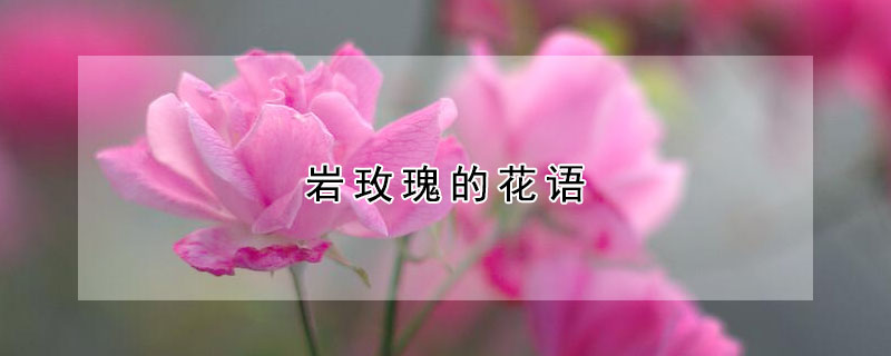 岩玫瑰的花语