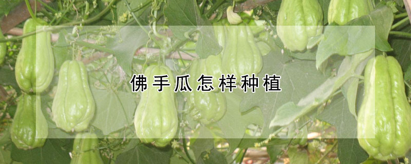 佛手瓜怎样种植