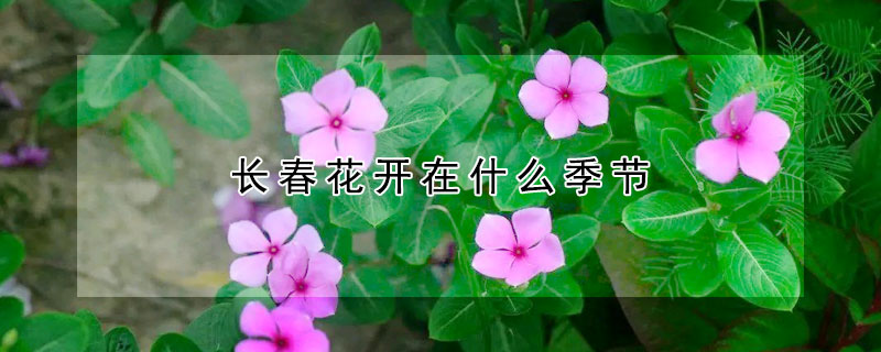 长春花开在什么季节