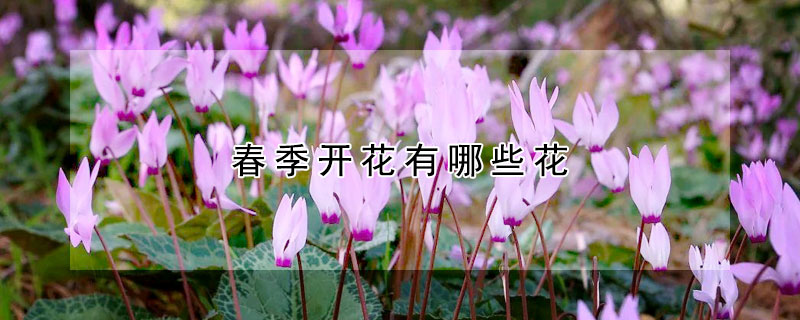 春季有哪些花