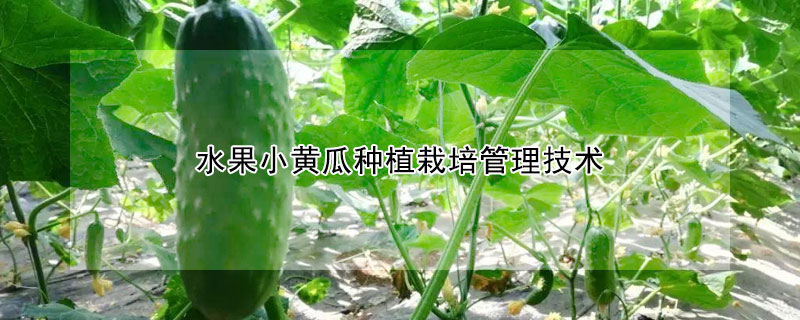 水果小黄瓜种植栽培管理技术