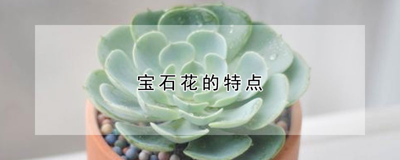 宝石花的特点