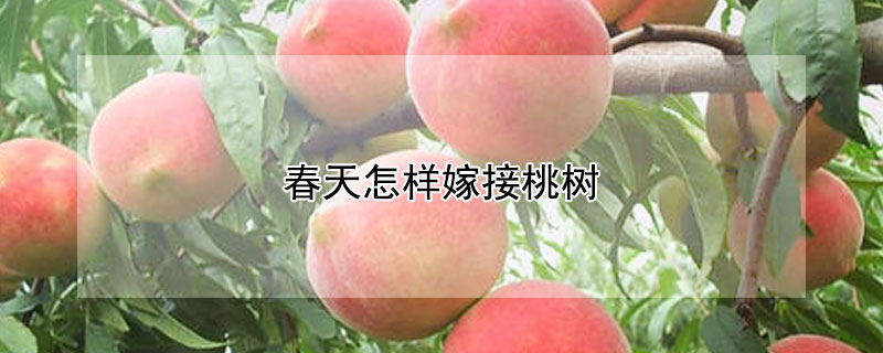 春天怎样嫁接桃树