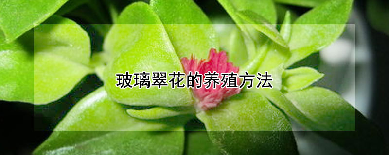 玻璃翠花的养殖方法