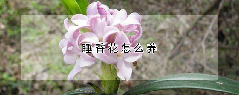 睡香花怎么养