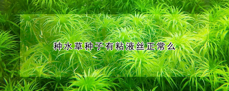 种水草种子有粘液丝正常么