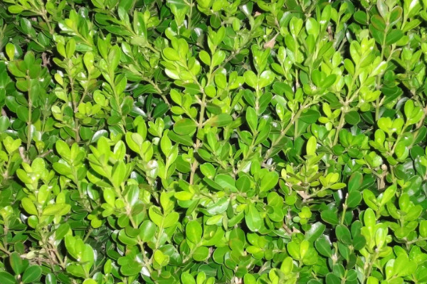 盆栽小叶黄杨的养殖方法和注意事项