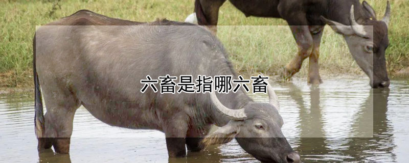 六畜是指什么意思