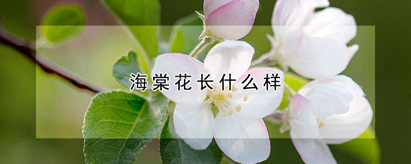 海棠花长什么样