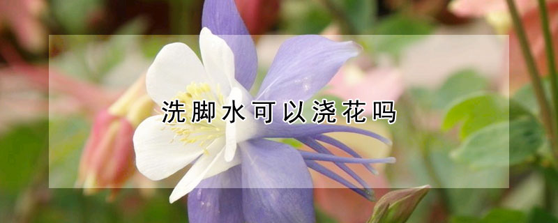 洗脚水可以浇花吗