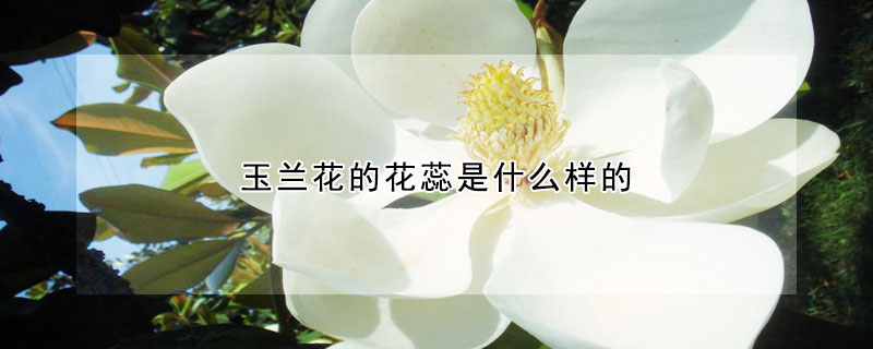 玉兰花的花蕊是什么样的 发财农业网