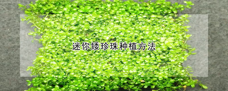 迷你矮珍珠种植方法