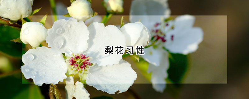 梨花习性