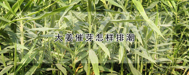 大姜催芽怎样排潮