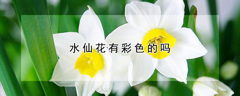 水仙花有哪些种类 分中国水仙和洋水仙两大类 发财农业网