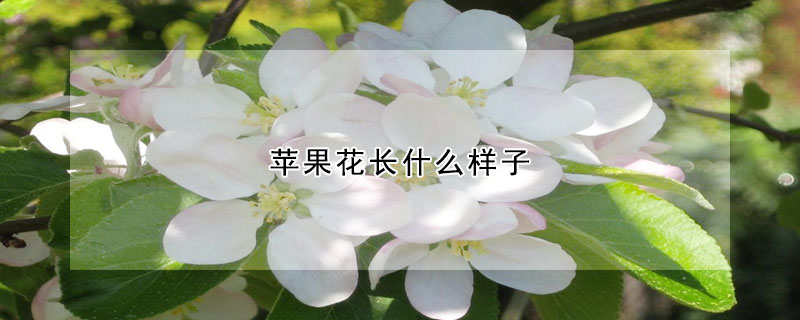 苹果花长什么样子