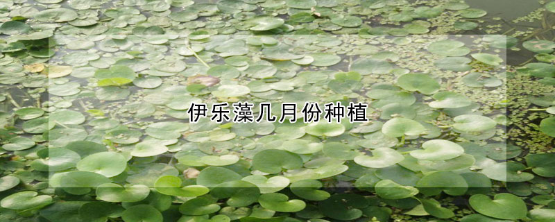 伊乐藻几月份种植