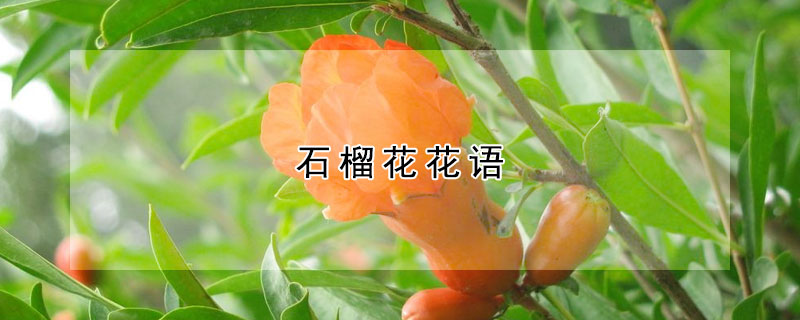 石榴花花语