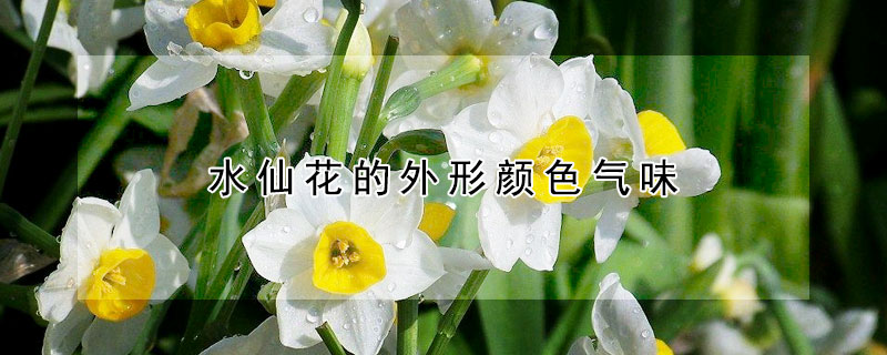 水仙花有哪些种类 分中国水仙和洋水仙两大类 发财农业网