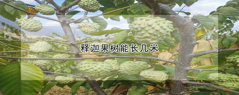 释迦果树能长几米