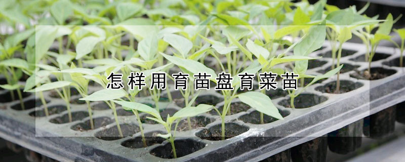 怎样用育苗盘育菜苗