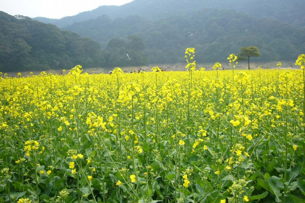 油菜花的样子是什么