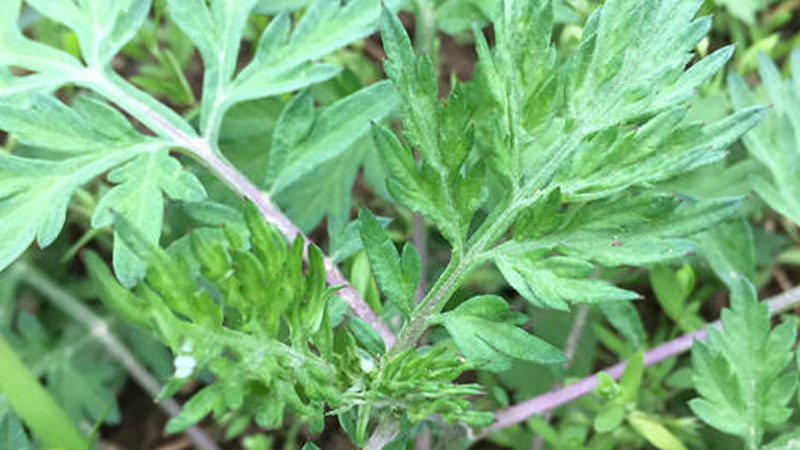 野生艾草长什么样子