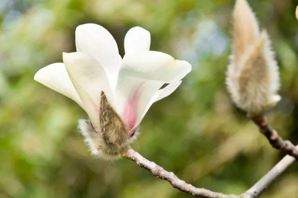 白玉兰花长什么样子