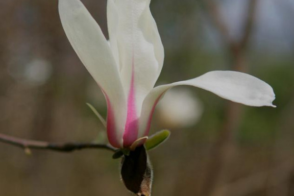 白玉兰花长什么样子