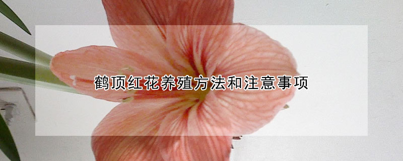 鹤顶红花养殖方法和注意事项