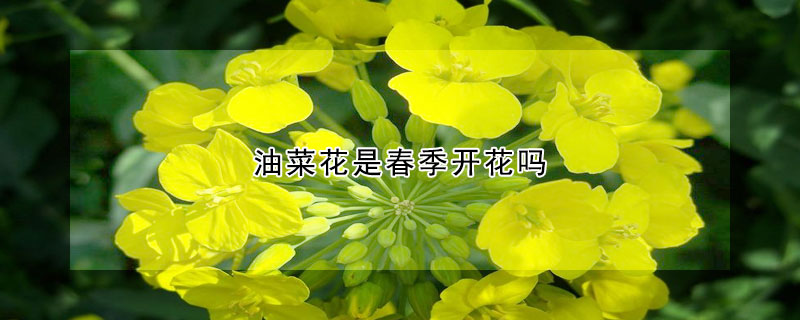 油菜花是春季开花吗