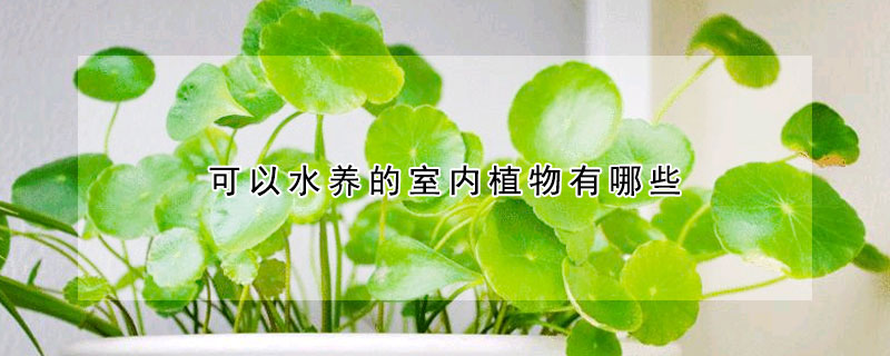 可以水养的室内植物有哪些