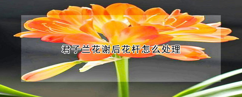 君子兰花谢后花杆怎么处理