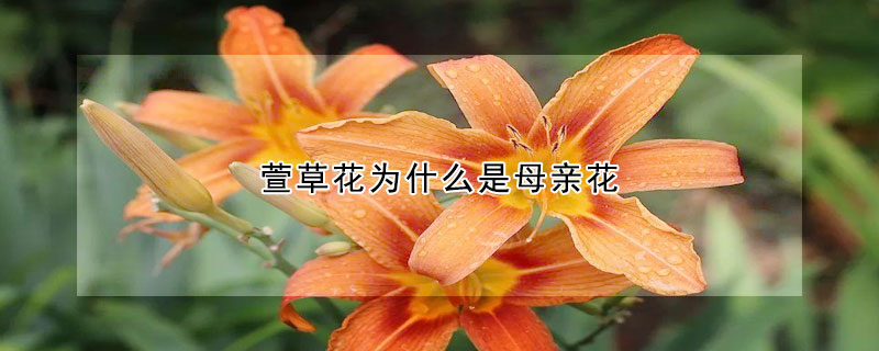 萱草花为什么是母亲花