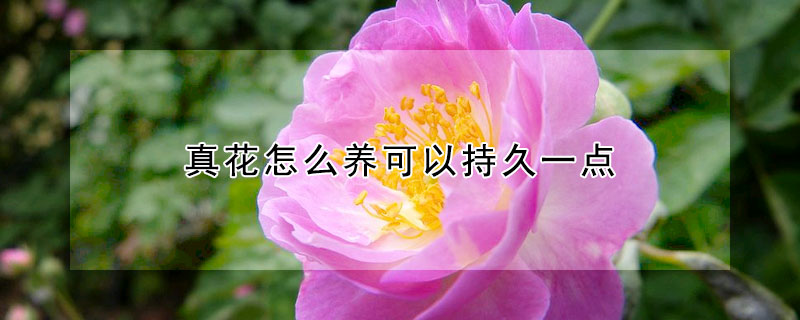 真花怎么养可以持久一点