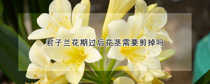 君子兰花期过后花茎需要剪掉吗