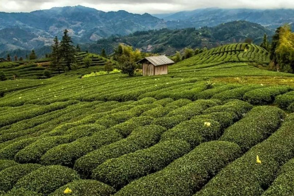 庐山云雾是绿茶吗，庐山云雾是啥茶