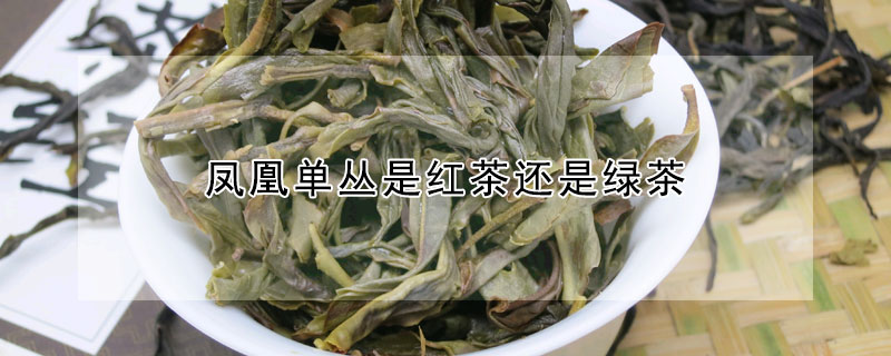 凤凰单丛是红茶还是绿茶