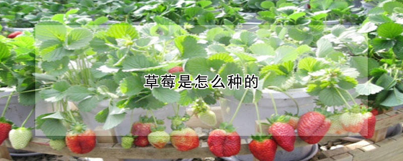 草莓是怎么种的
