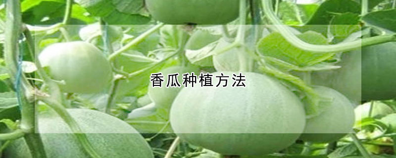 香瓜种植方法