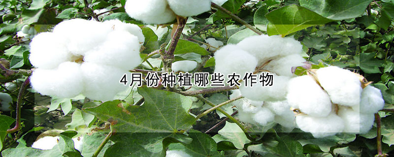 4月份种植哪些农作物