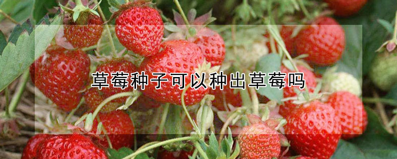 草莓种子可以种出草莓吗
