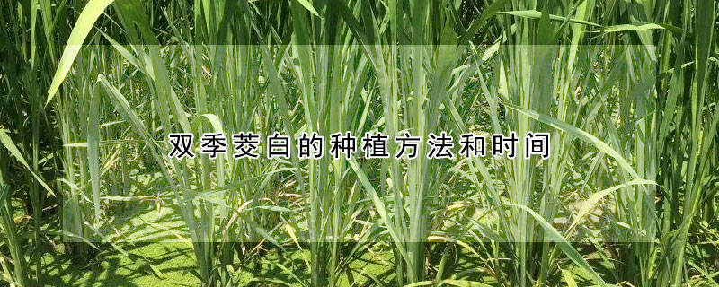 双季茭白的种植方法和时间