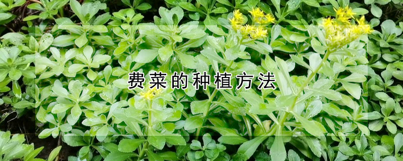 费菜的种植方法