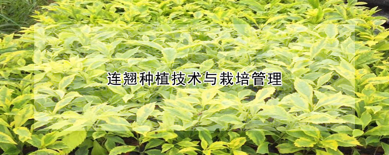 连翘种植技术与栽培管理