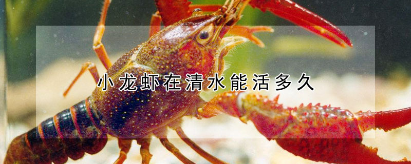 小龙虾在清水能活多久