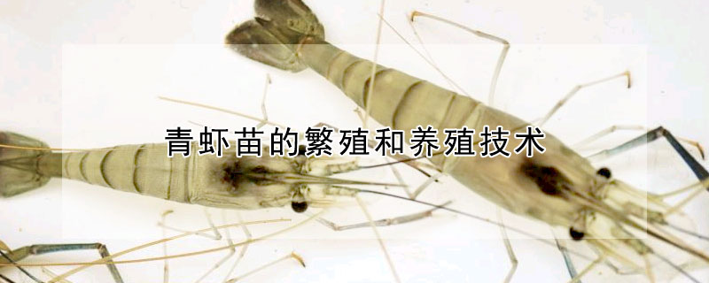 青虾苗的繁殖和养殖技术