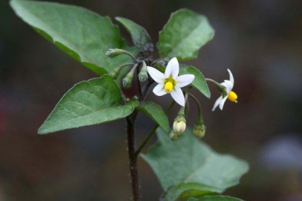 龙葵花是什么花