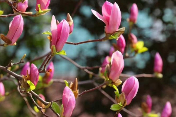 玉兰花是什么季节开的