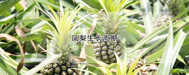 凤梨生长周期